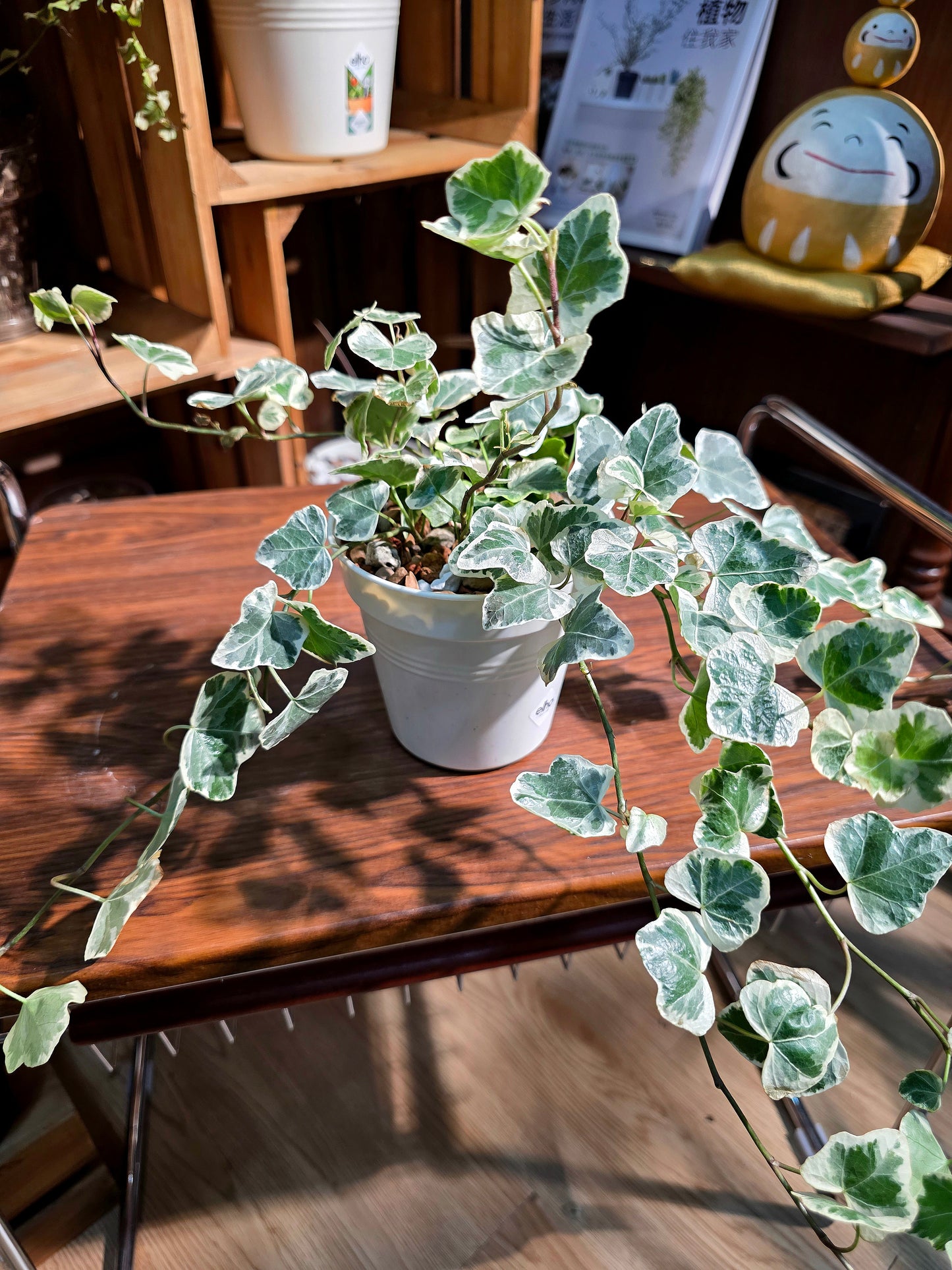 Hedara helix yukihotaru 雪瑩常春藤