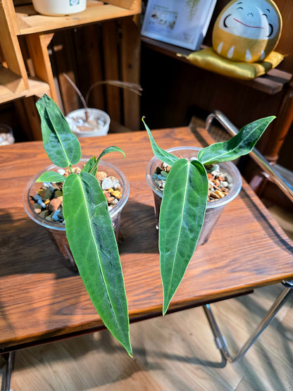 Anthurium warocqeanum 火鶴后