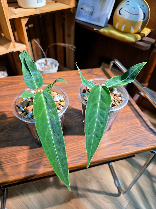 Anthurium warocqeanum 火鶴后