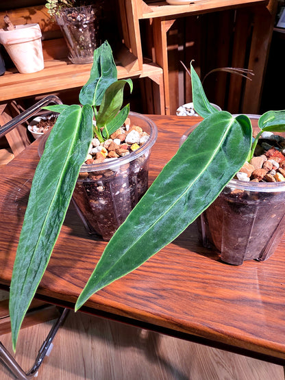 Anthurium warocqeanum 火鶴后