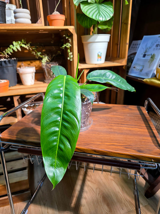 Philodendron patriciae PP蔓綠絨