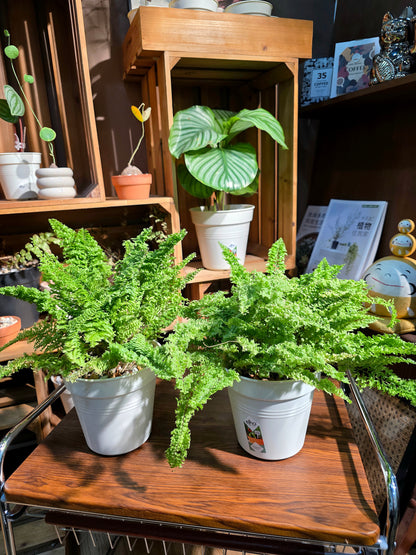 Nephrolepis exaltata cotton candy 棉花糖蕨