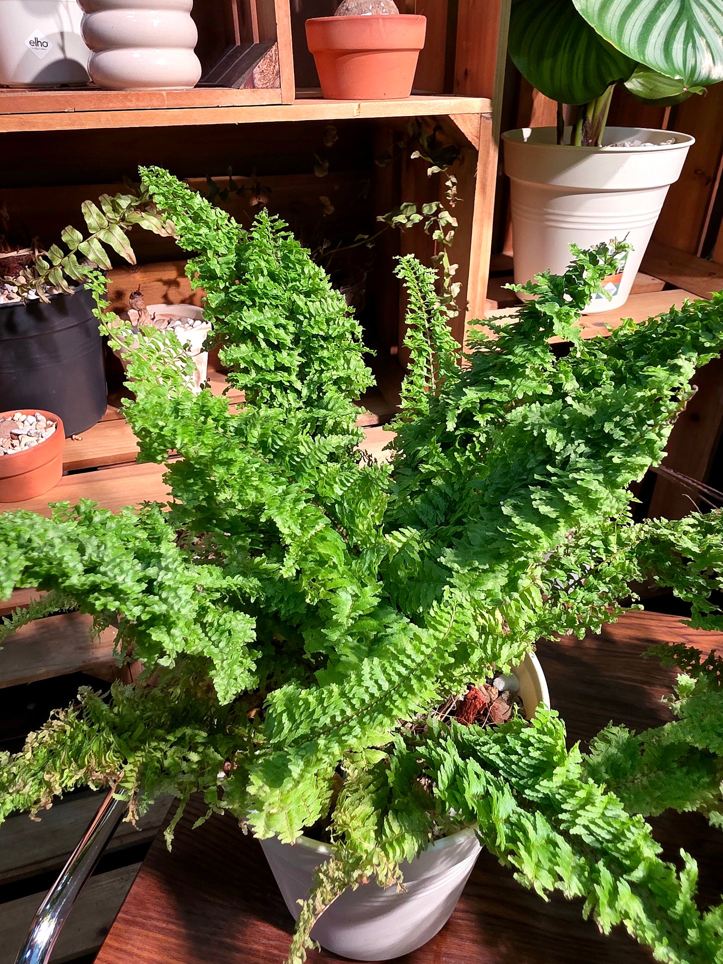 Nephrolepis exaltata cotton candy 棉花糖蕨