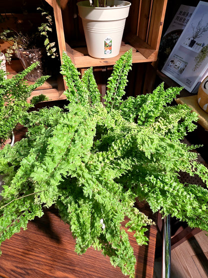 Nephrolepis exaltata cotton candy 棉花糖蕨