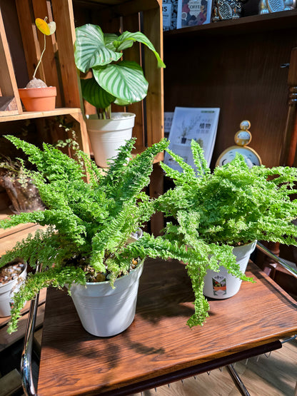 Nephrolepis exaltata cotton candy 棉花糖蕨