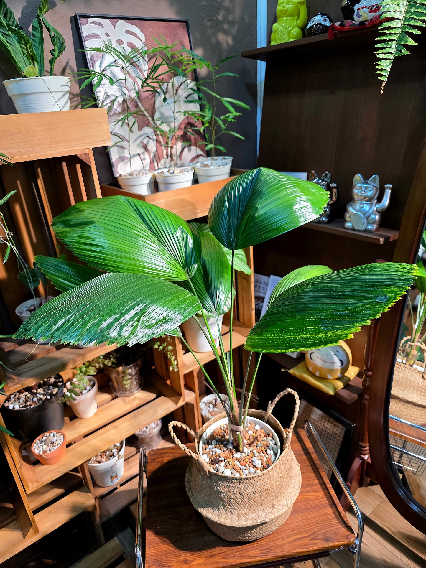 Chinese fan palm 圓葉蒲葵