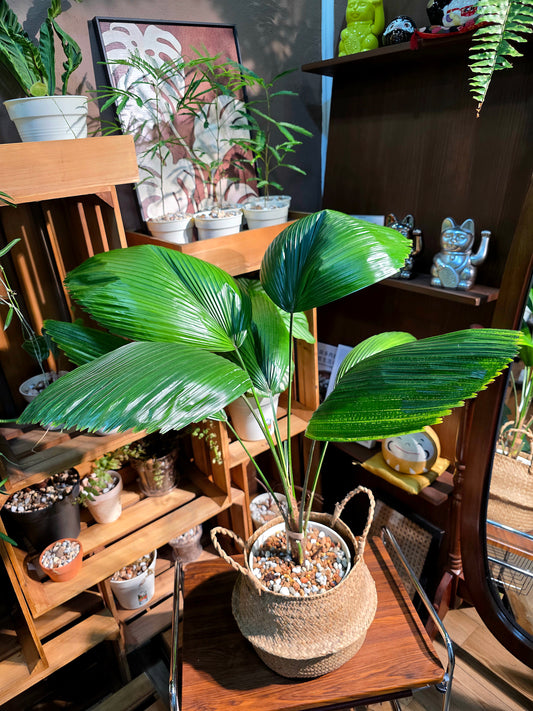 Chinese fan palm 圓葉蒲葵