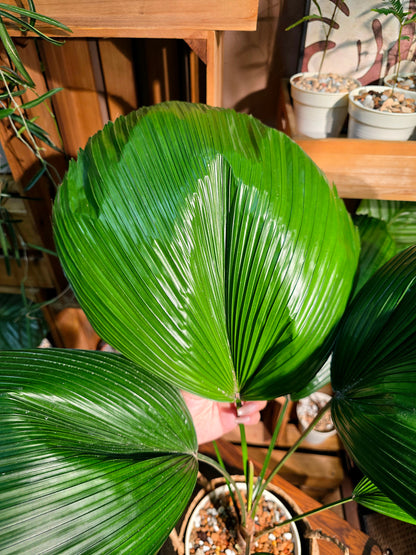 Chinese fan palm 圓葉蒲葵