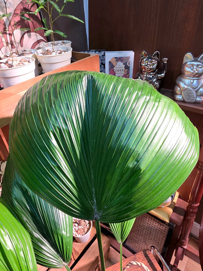 Chinese fan palm 圓葉蒲葵