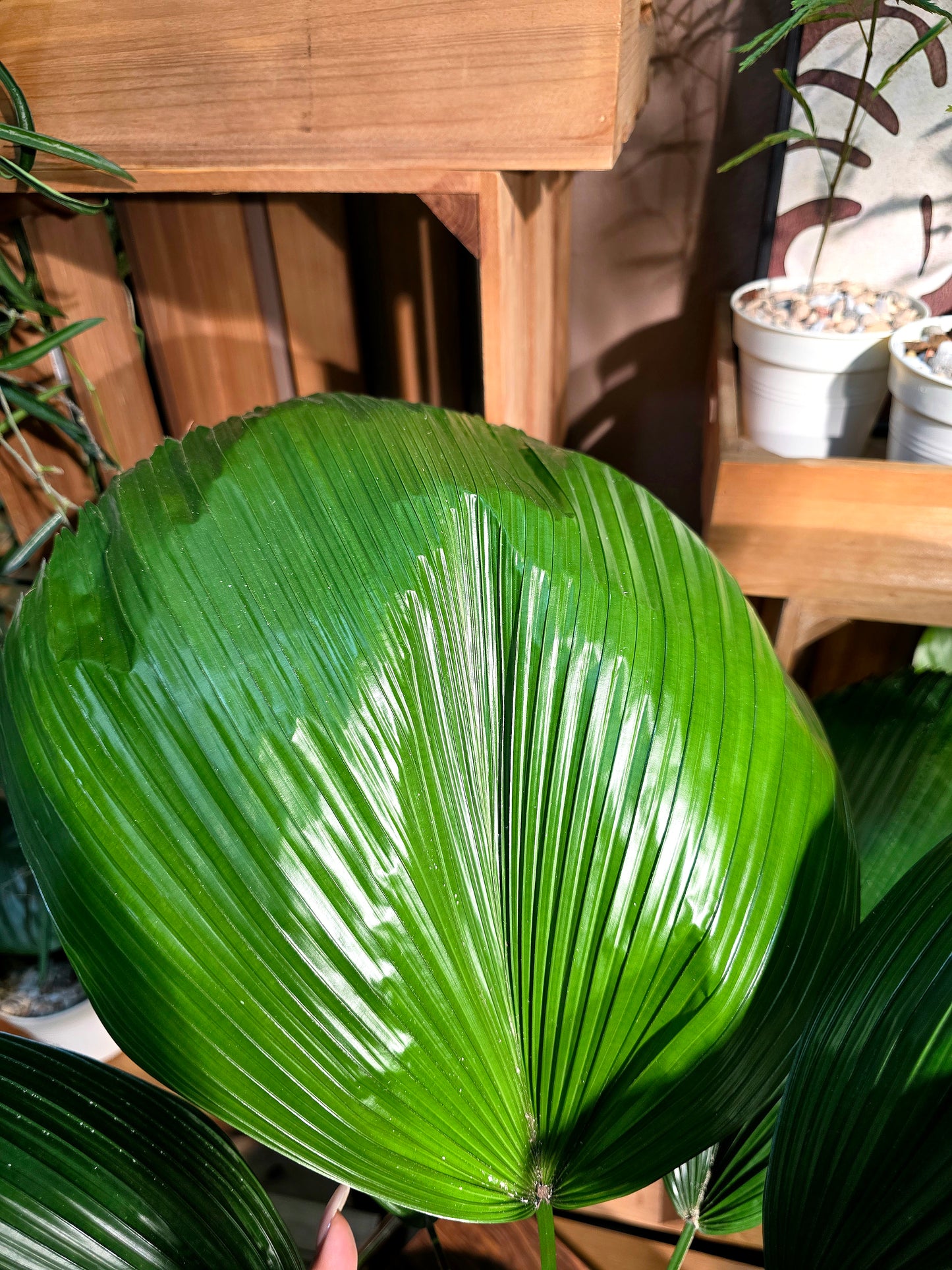 Chinese fan palm 圓葉蒲葵