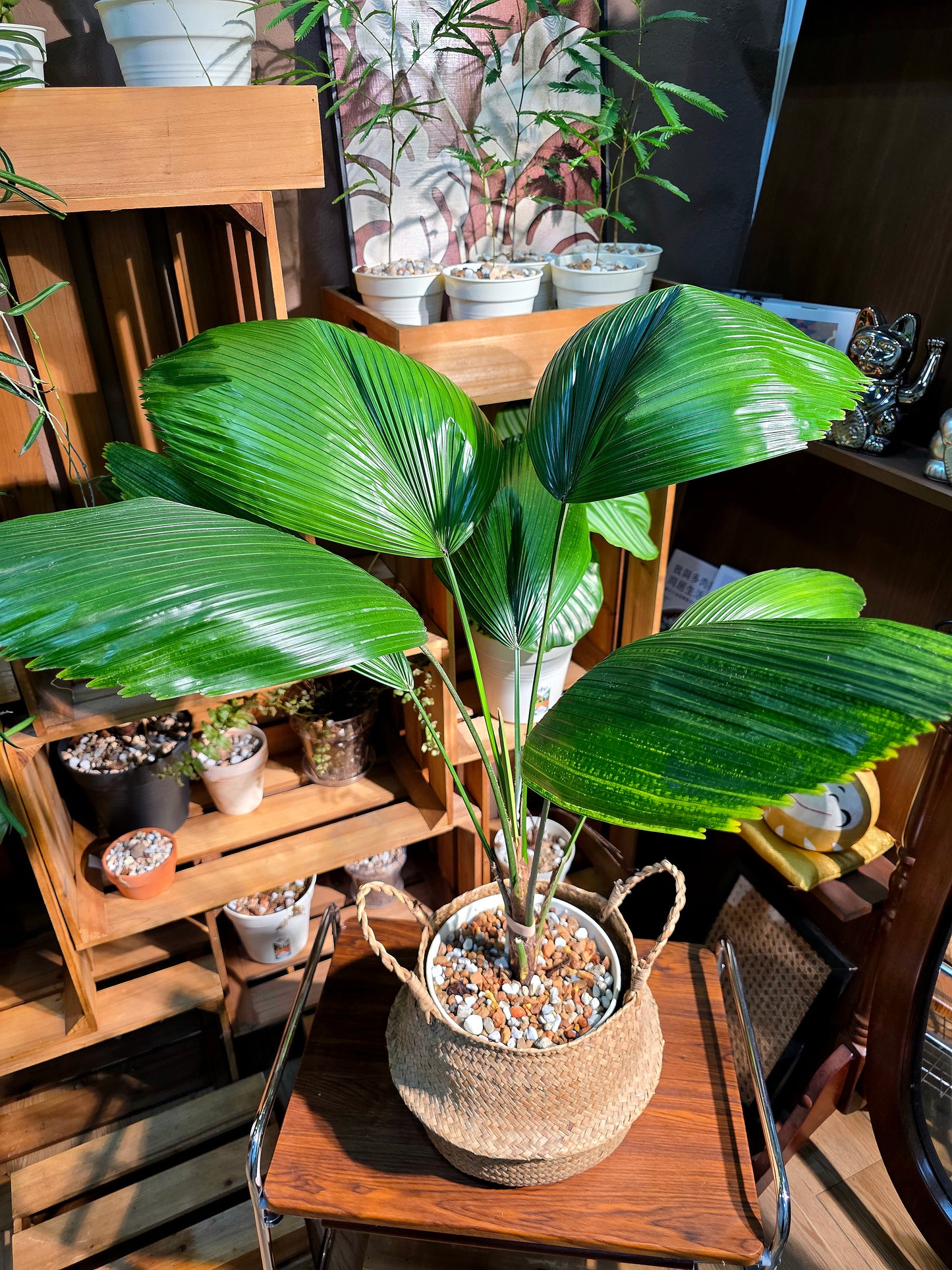 Chinese fan palm 圓葉蒲葵