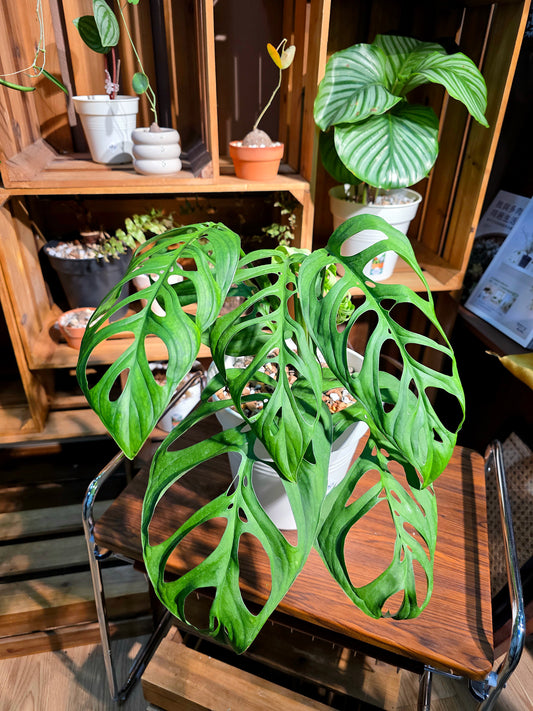 Monstera epipremnoides 巨洞龜背竹