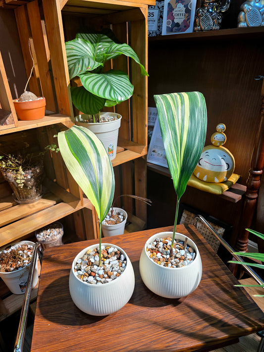 Aspidstra elatior variegated 斑葉一葉蘭