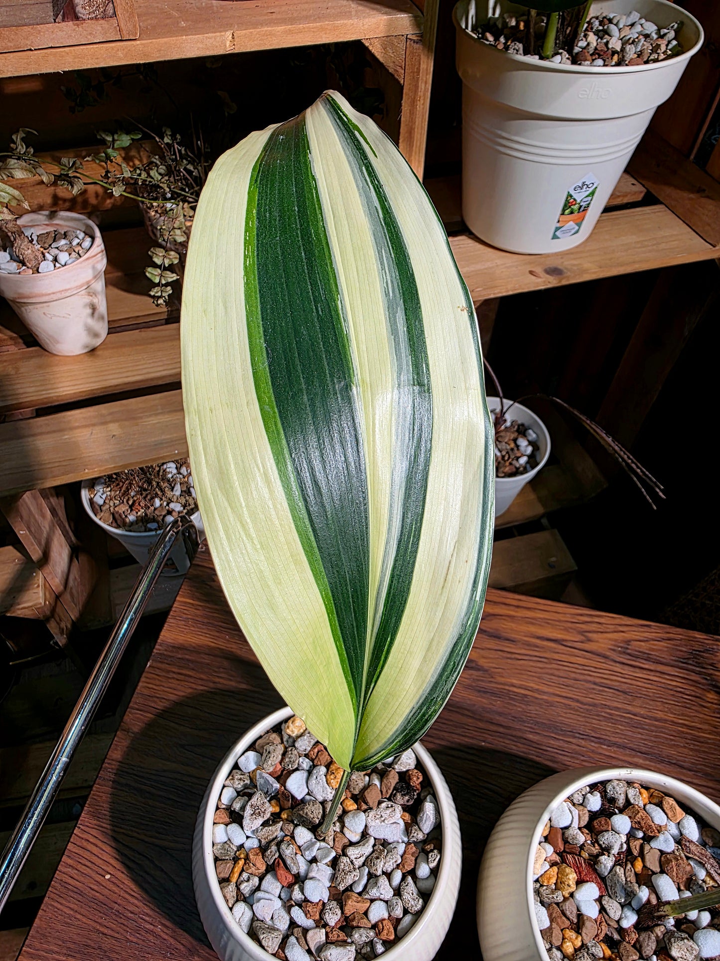 Aspidstra elatior variegated 斑葉一葉蘭