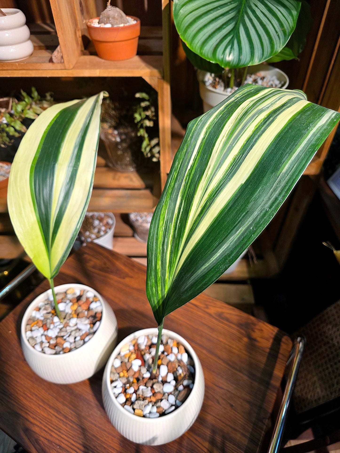 Aspidstra elatior variegated 斑葉一葉蘭