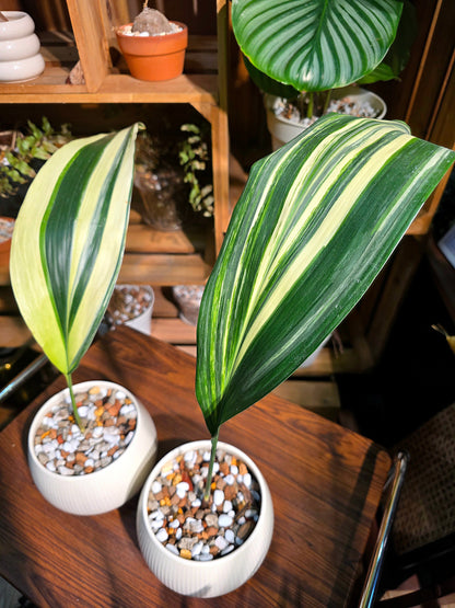 Aspidstra elatior variegated 斑葉一葉蘭