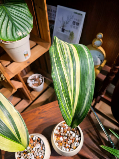 Aspidstra elatior variegated 斑葉一葉蘭