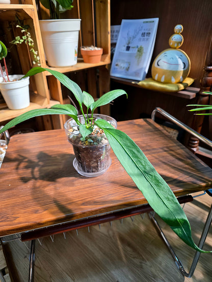 Anthurium vittariifolium 領帶花燭