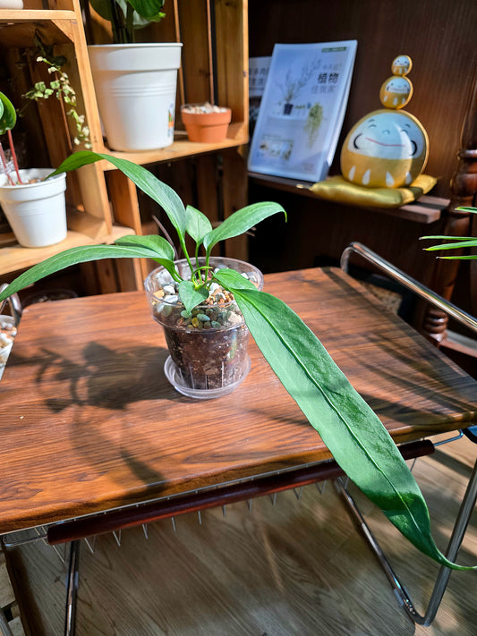 Anthurium vittariifolium 領帶花燭