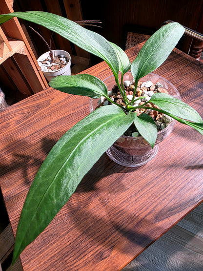 Anthurium vittariifolium 領帶花燭