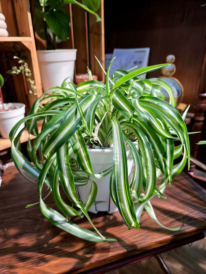 Chlorophytum comosum bonnie 卷葉邦尼