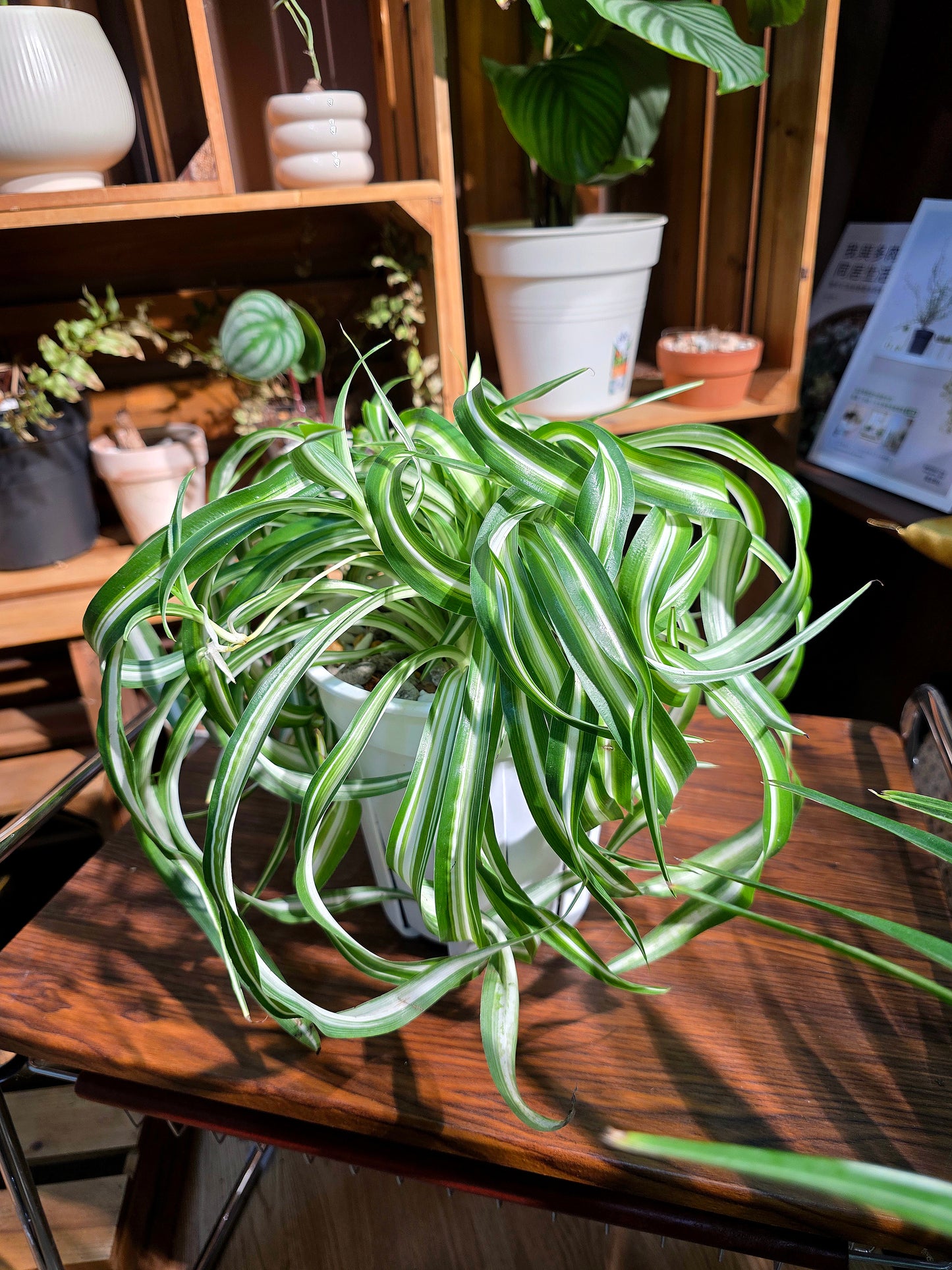 Chlorophytum comosum bonnie 卷葉邦尼