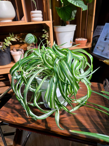 Chlorophytum comosum bonnie 卷葉邦尼