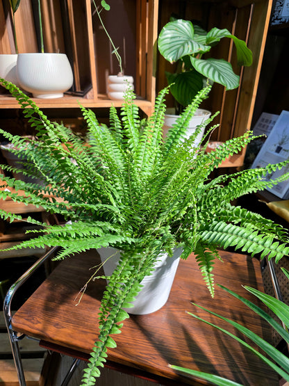 Nephrolepis biserrata