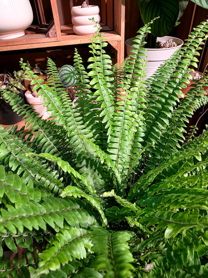 Nephrolepis biserrata