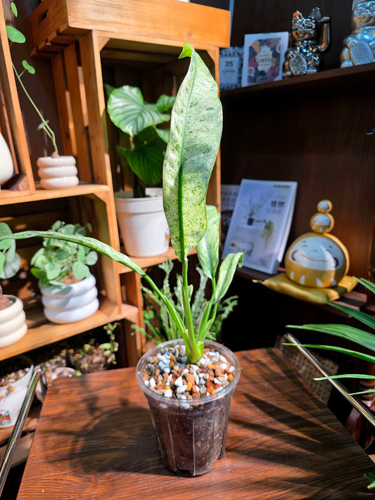 Philodendron sronco 羽毛錦蔓綠絨