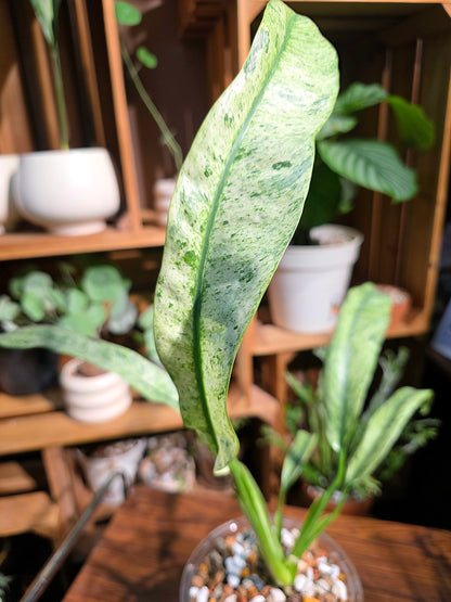 Philodendron sronco 羽毛錦蔓綠絨