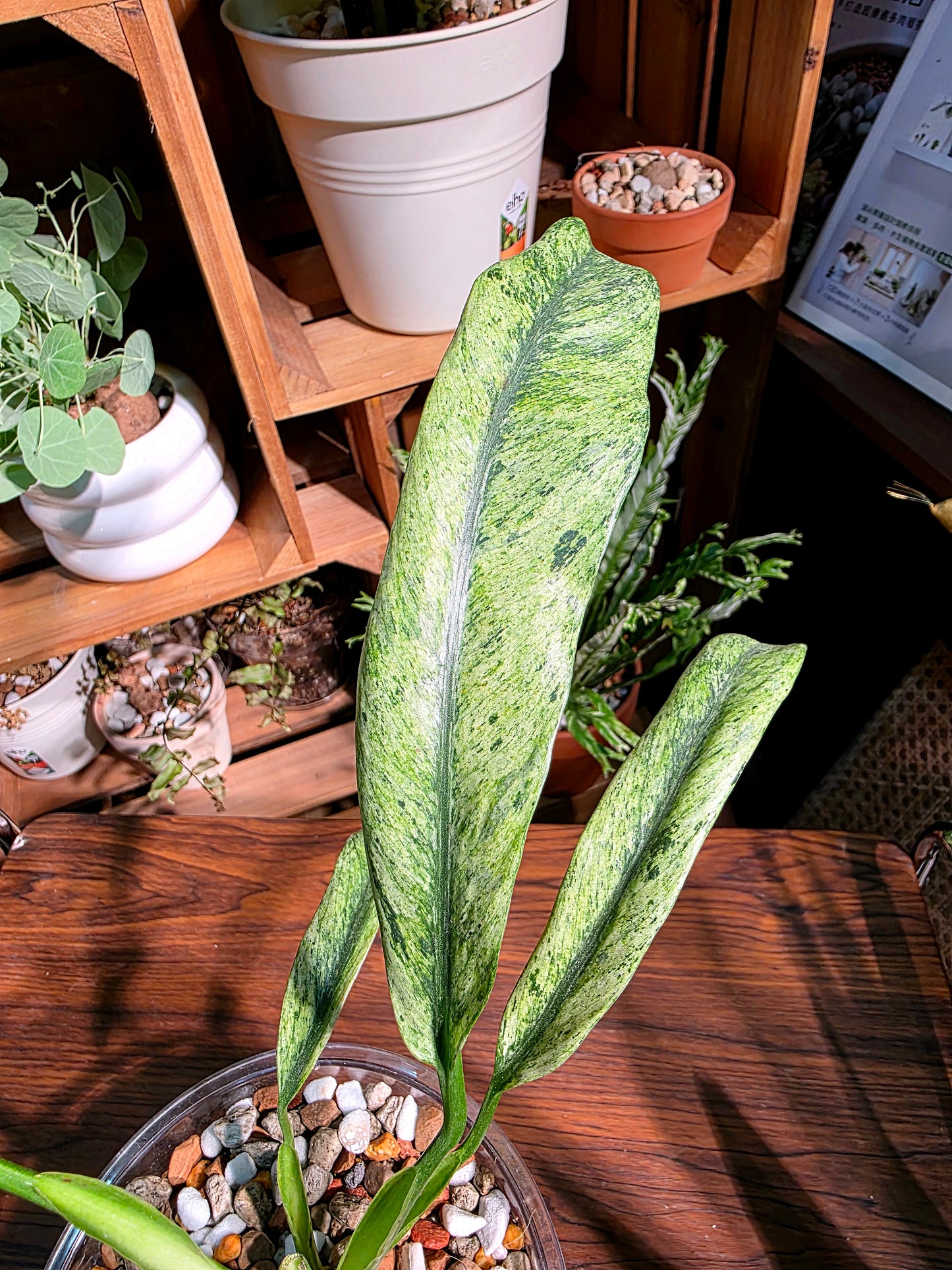 Philodendron sronco 羽毛錦蔓綠絨