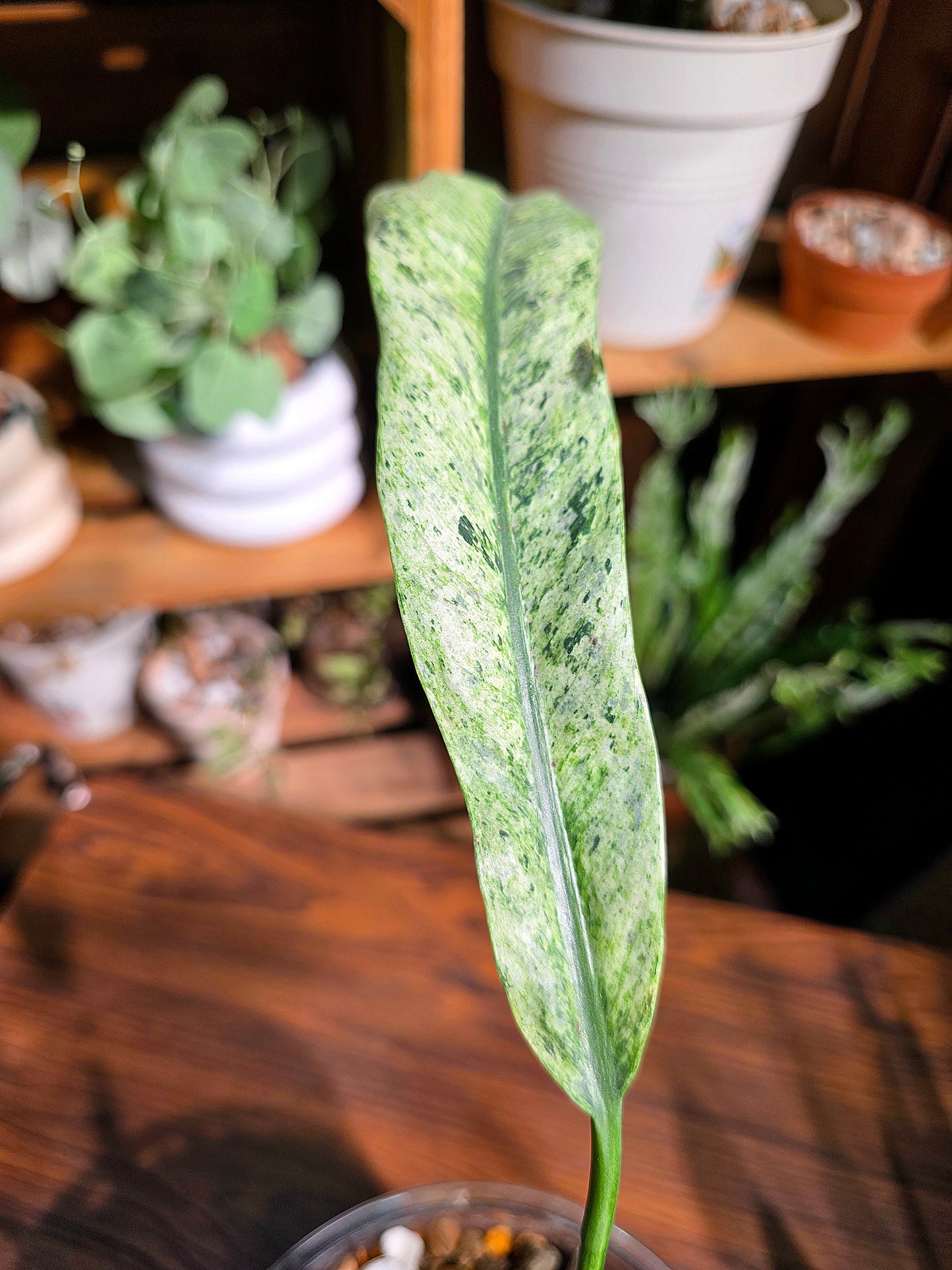 Philodendron sronco 羽毛錦蔓綠絨