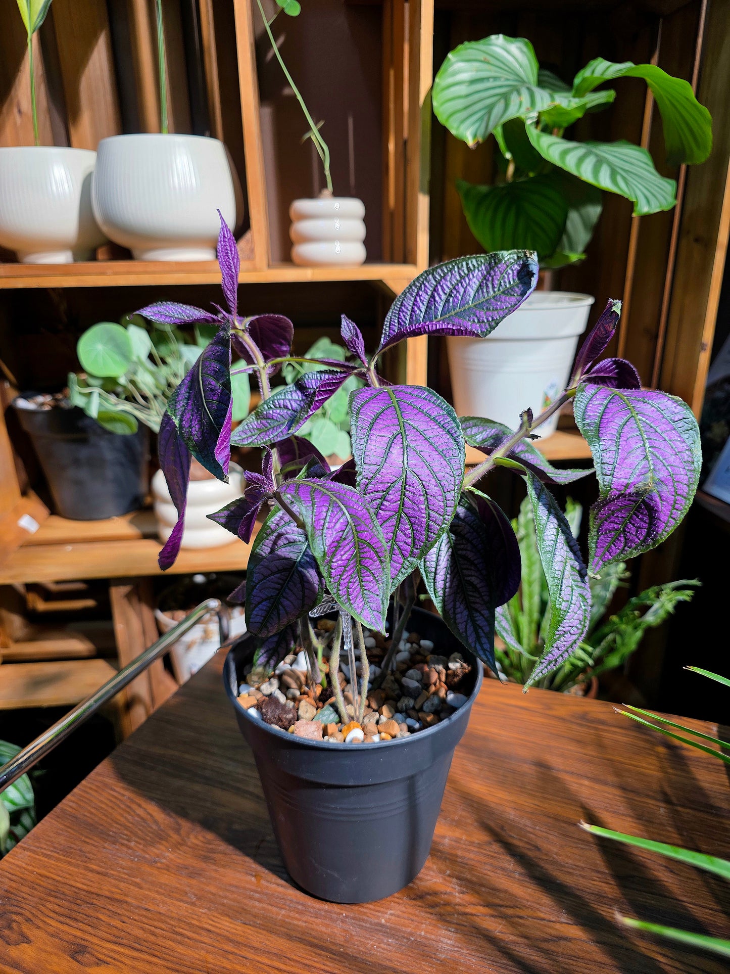 Strovilanthes dyerianus 波斯紅草