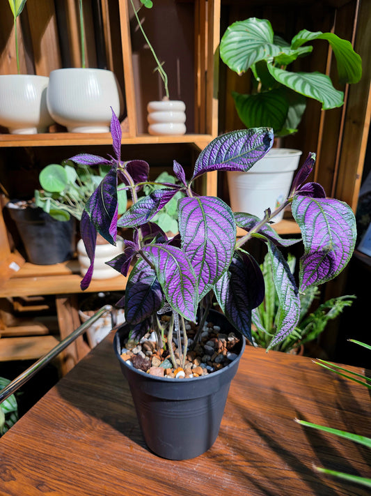 Strovilanthes dyerianus 波斯紅草