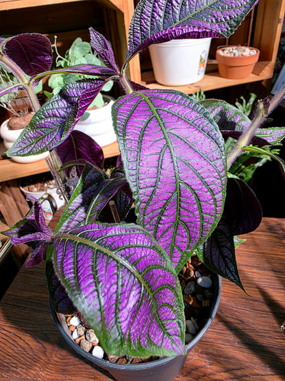 Strovilanthes dyerianus 波斯紅草