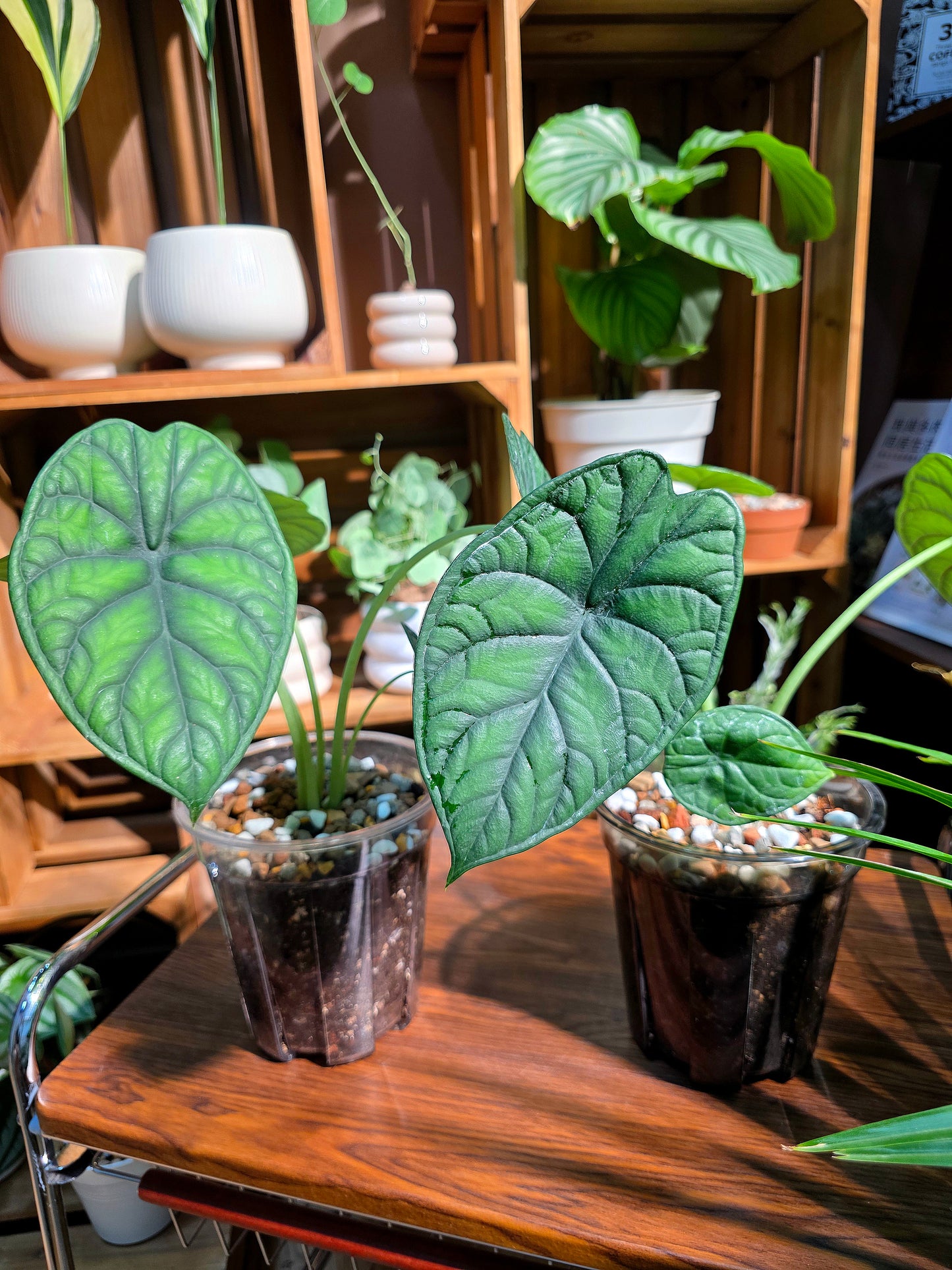 Alocasia dragon scale 龍鱗海芋
