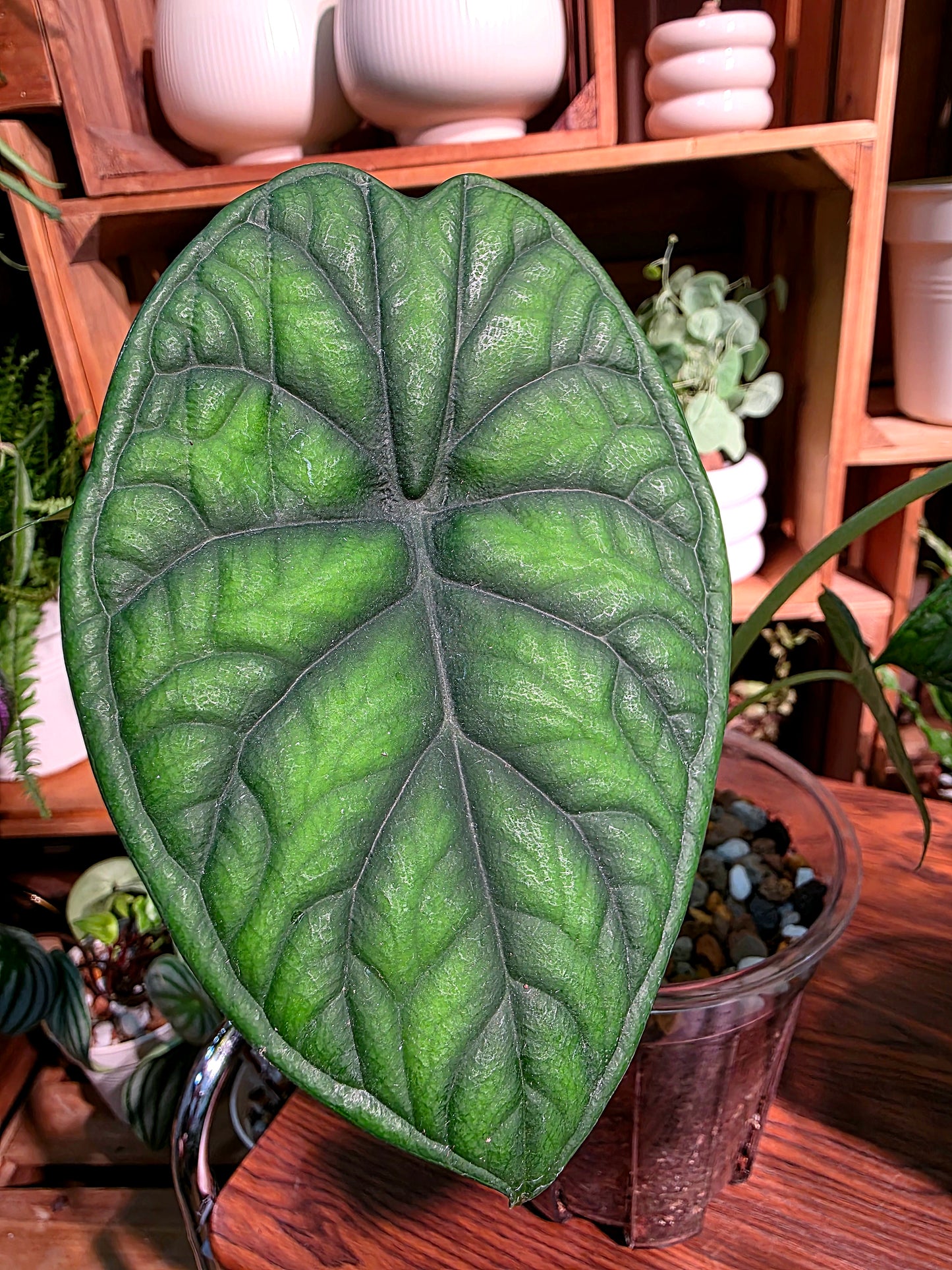 Alocasia dragon scale 龍鱗海芋