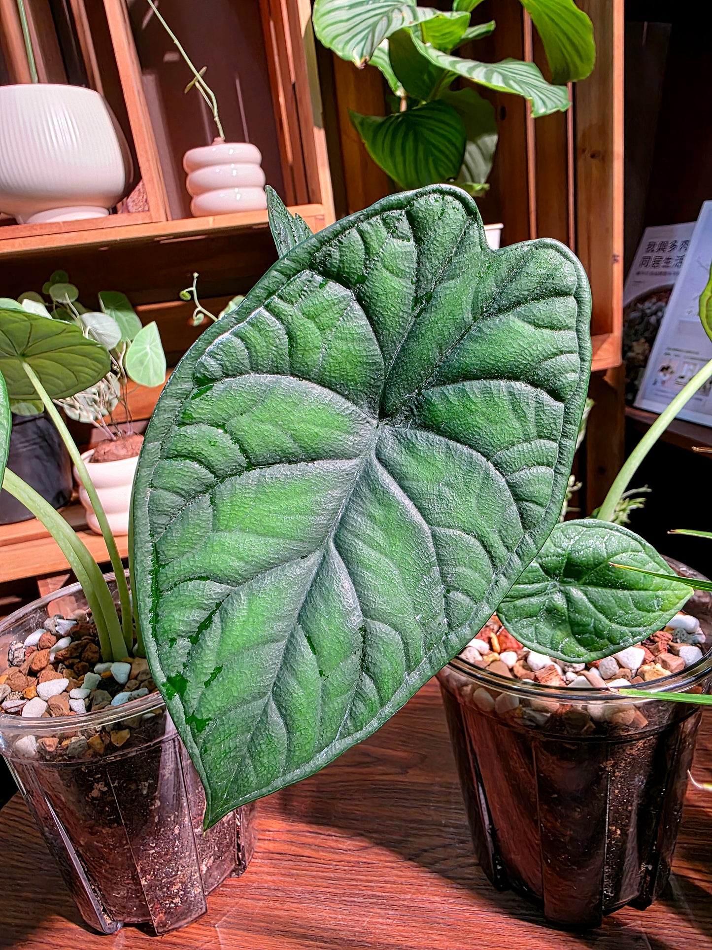 Alocasia dragon scale 龍鱗海芋