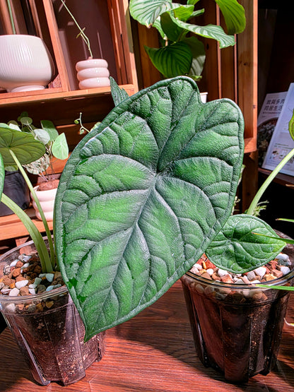 Alocasia dragon scale 龍鱗海芋