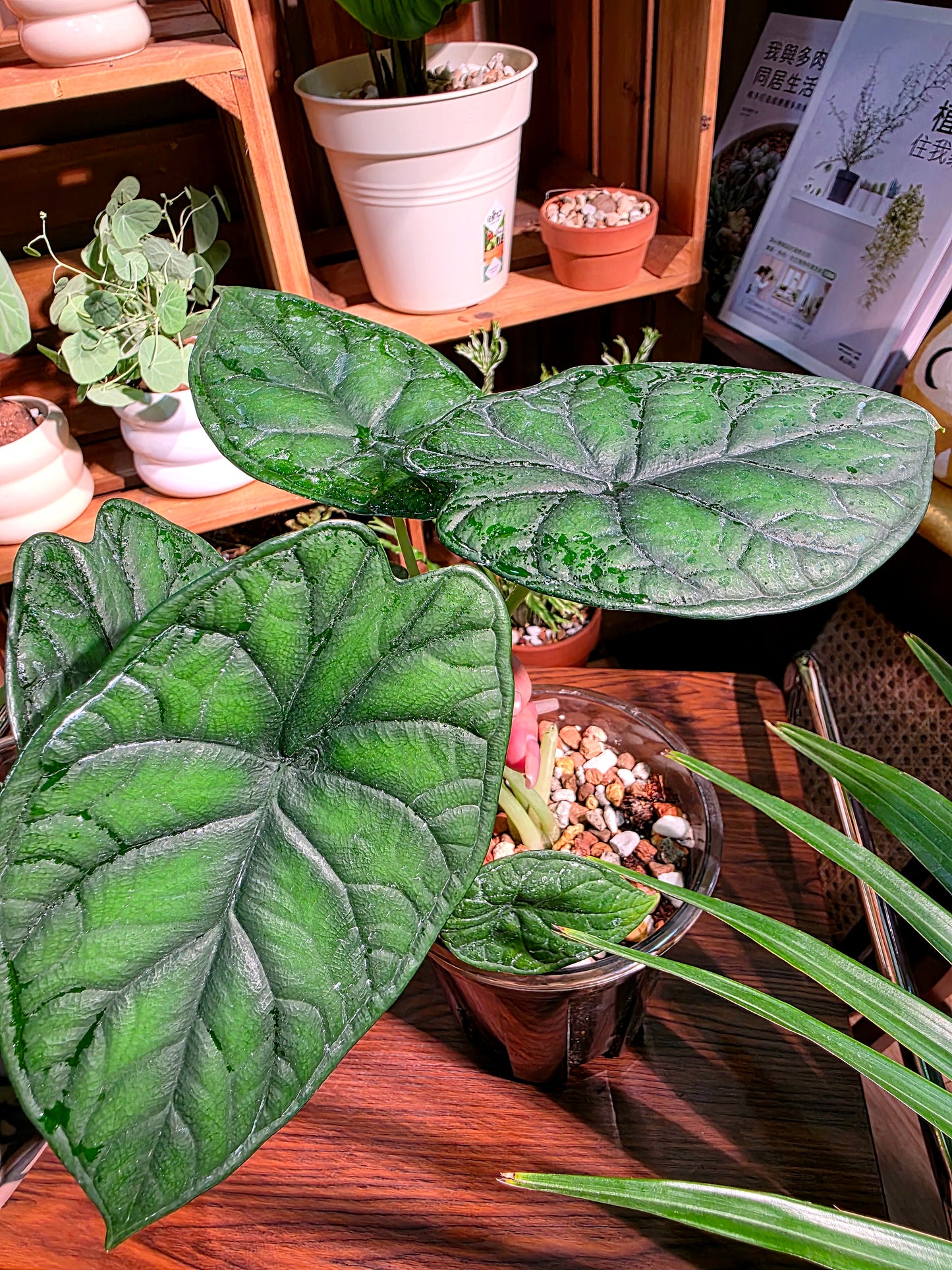 Alocasia dragon scale 龍鱗海芋