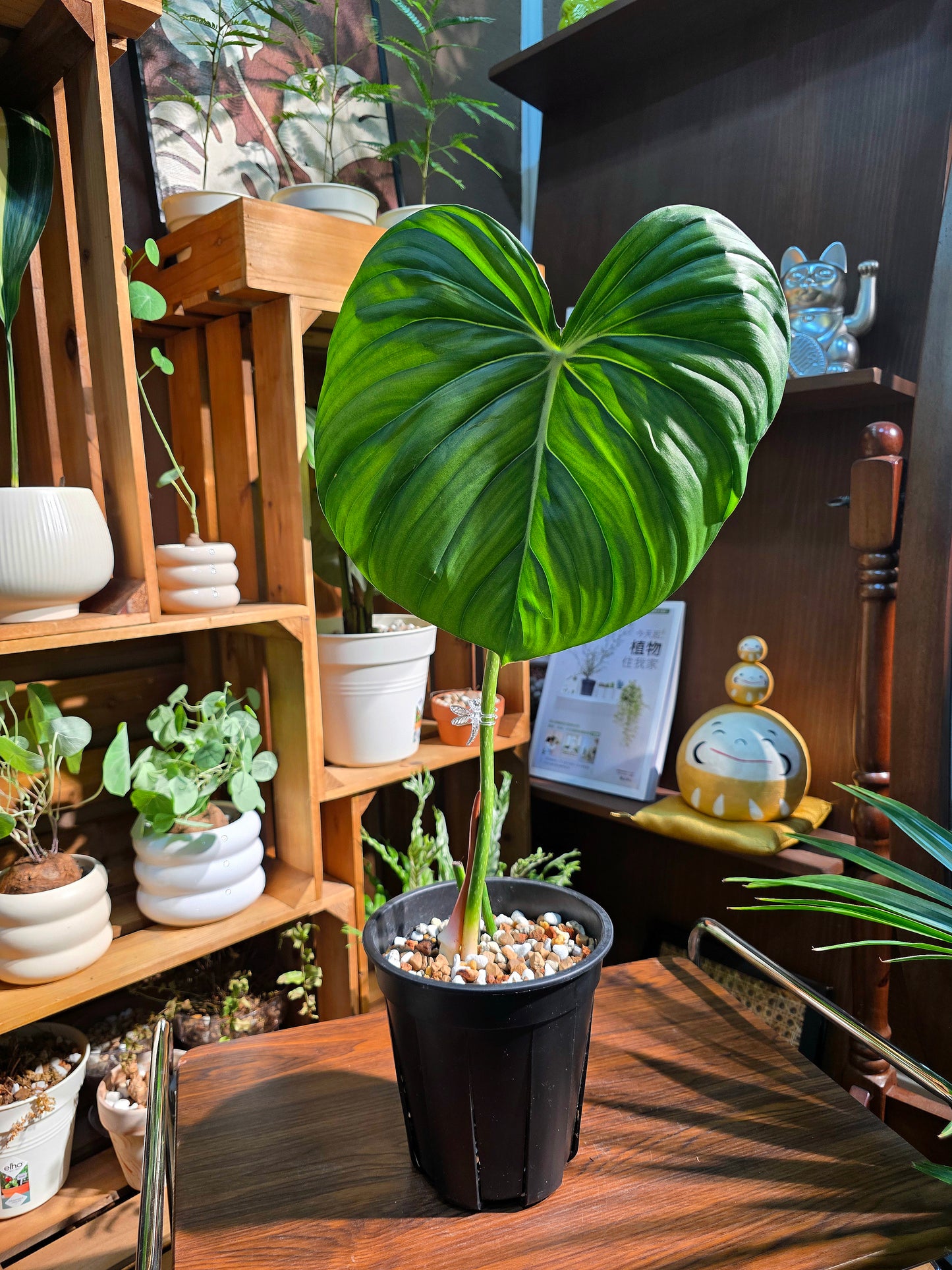 Philodendron mcdowell