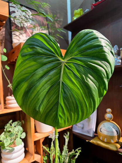 Philodendron mcdowell