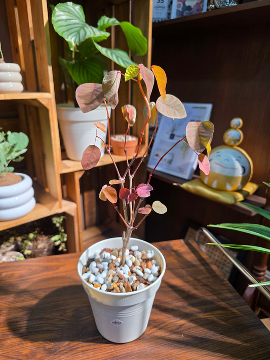 Cotinus coggygria 紅櫨