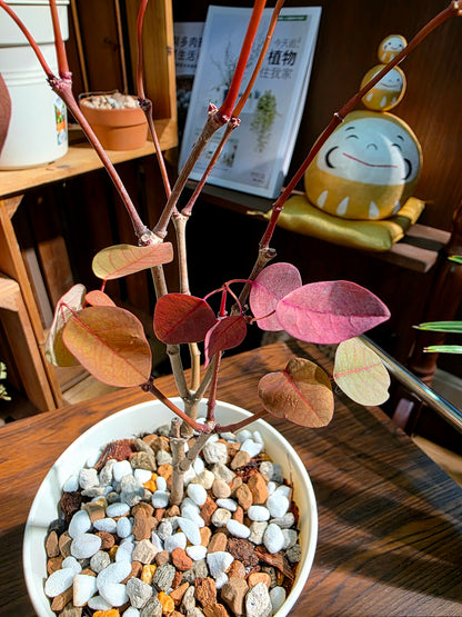 Cotinus coggygria 紅櫨