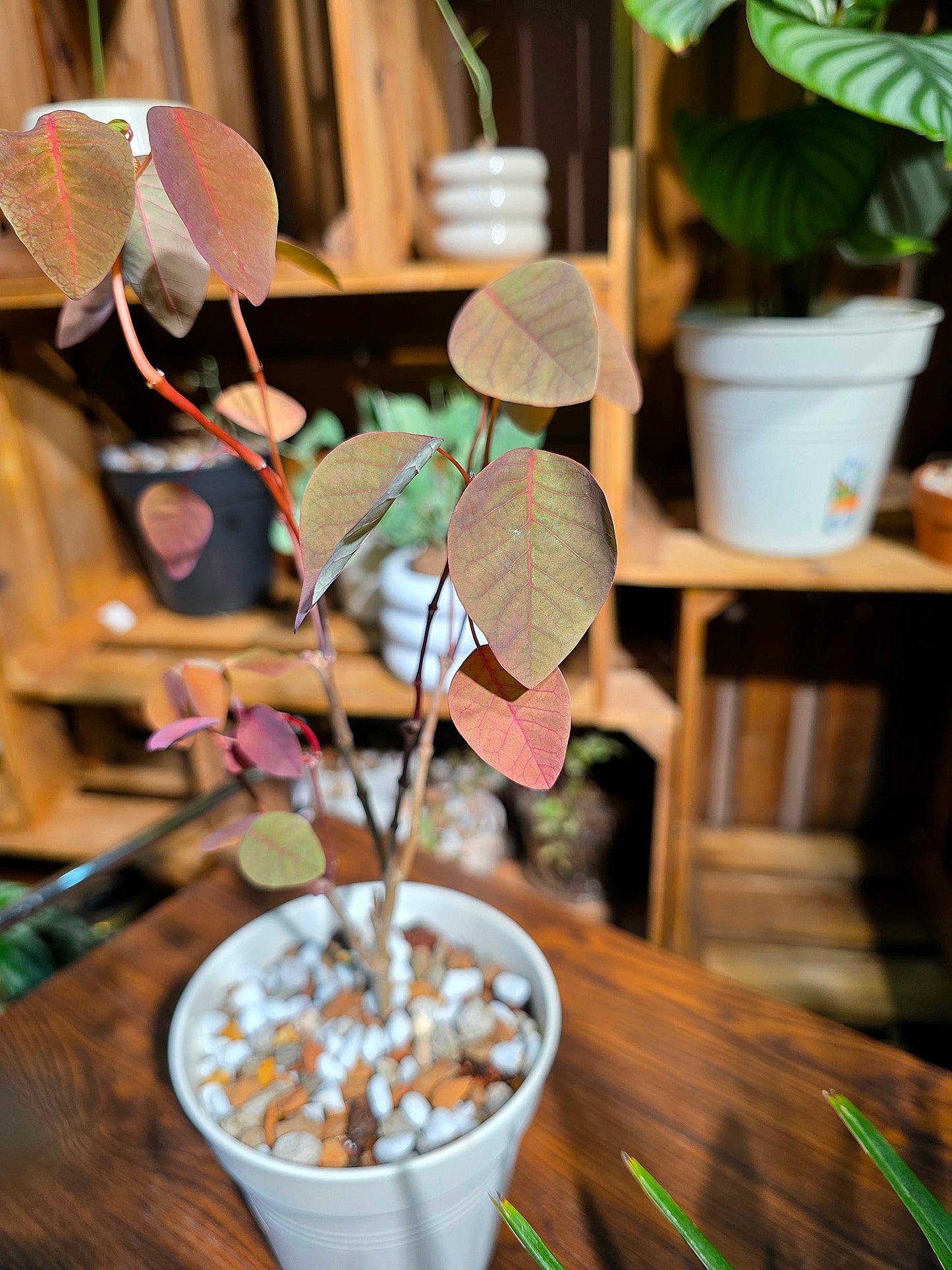 Cotinus coggygria 紅櫨