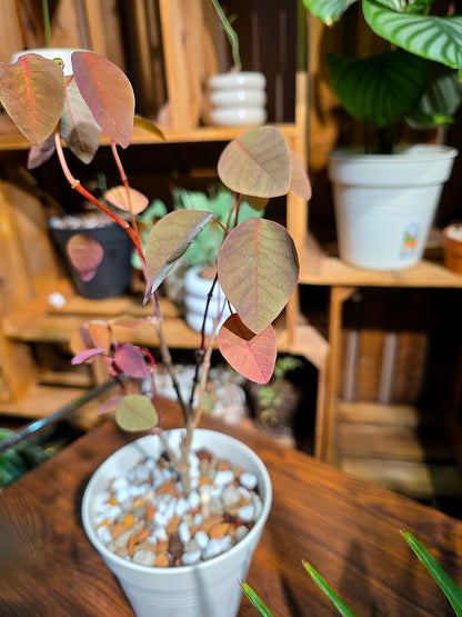 Cotinus coggygria 紅櫨