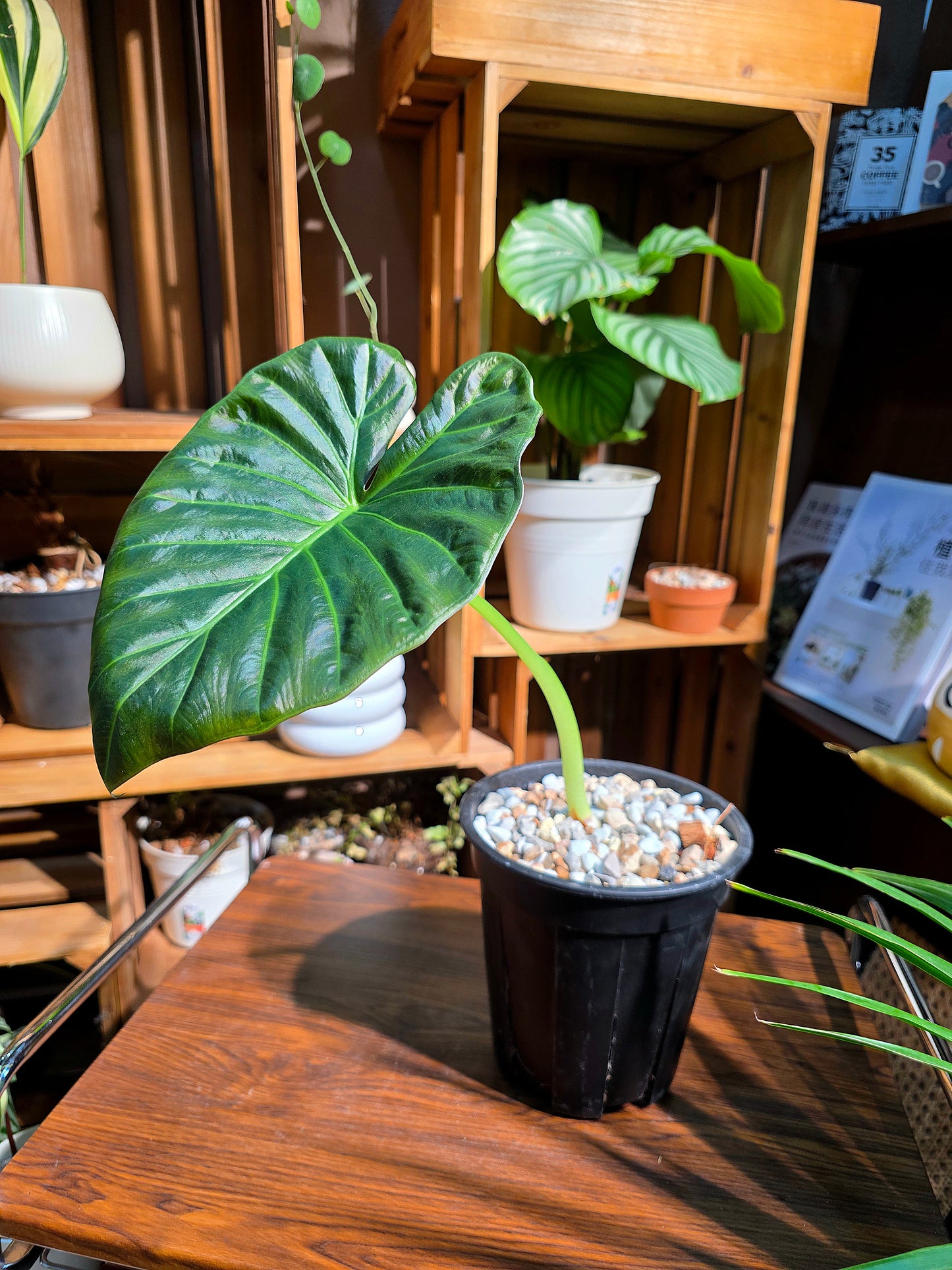 Alocasia regal shields 帝王盾海芋