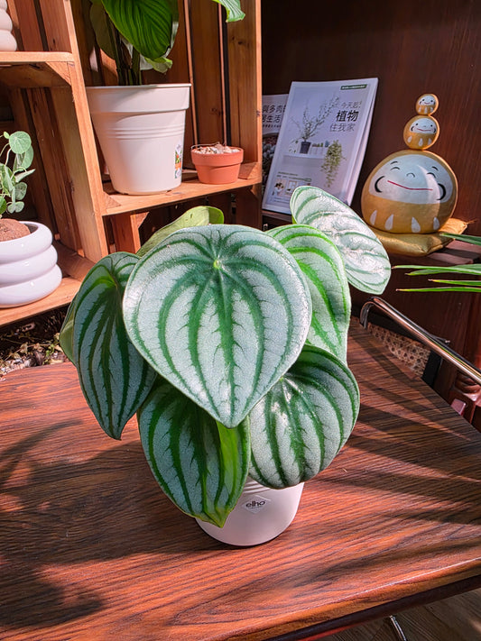 Peperomia sandersii 西瓜皮椒草