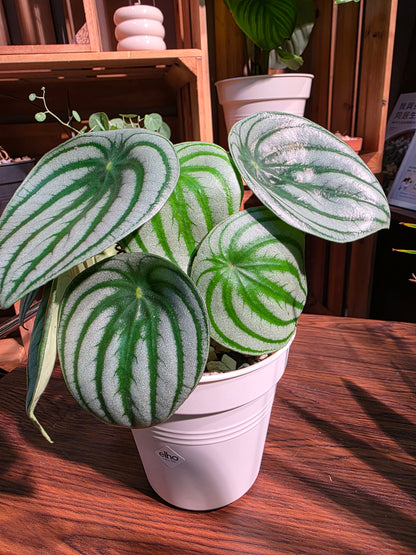 Peperomia sandersii 西瓜皮椒草